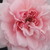 Pink - Nostalgia rose - Blush™ Winterjewel®